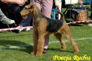 airedale RENOIRE Poezja Ruchu