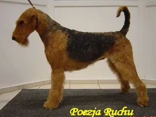 FIGURA