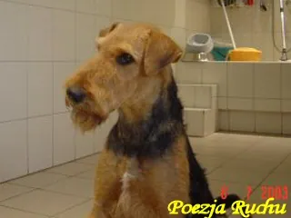 FRASZKA