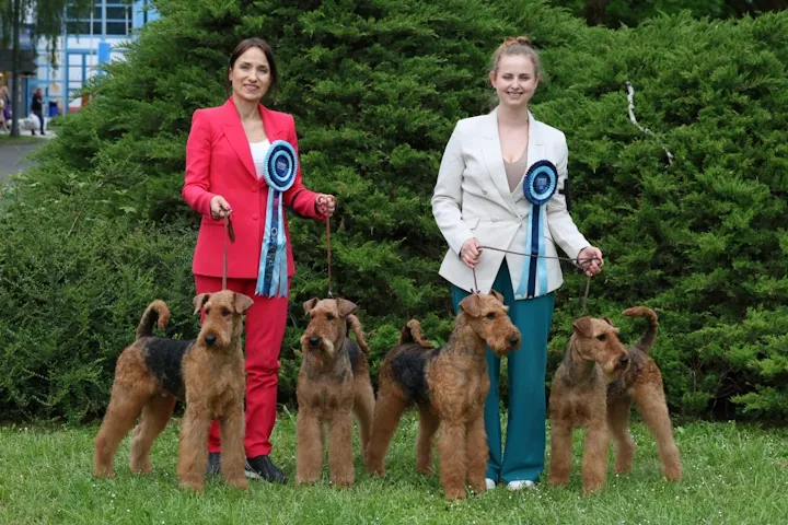 airedale_eliza_justyna_h480