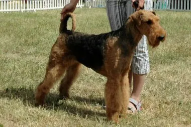 Hari