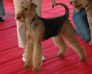 Hari