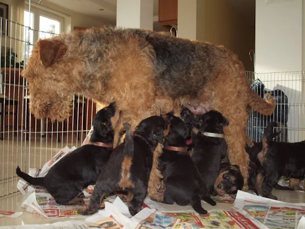 hz_pr
