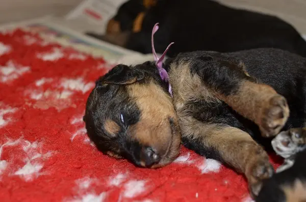 Miot'S2'