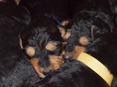 Miot'Y' airedale terrier