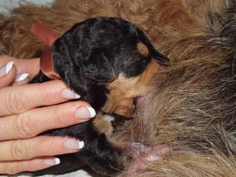 Miot'Y' airedale terrier