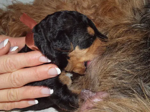 Miot'Y' airedale terrier