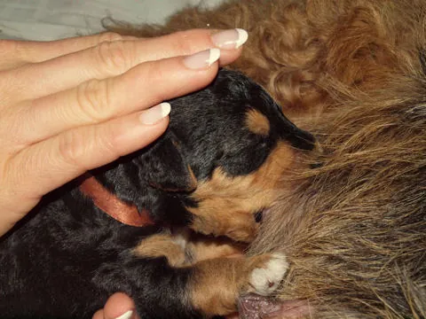Miot'Y' airedale terrier