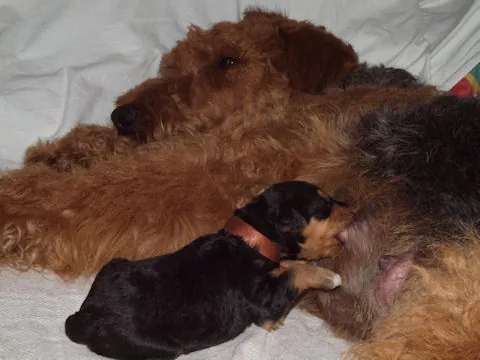 Miot'Y' airedale terrier