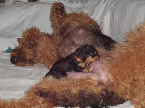 Miot'Y' airedale terrier