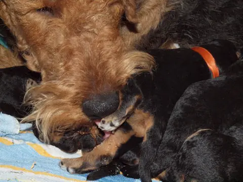 Miot'Y' airedale terrier