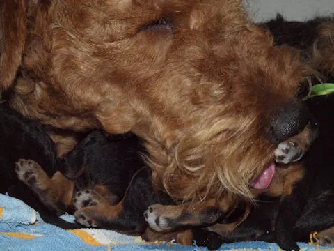 Miot'Y' airedale terrier