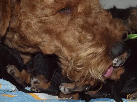Miot'Y' airedale terrier