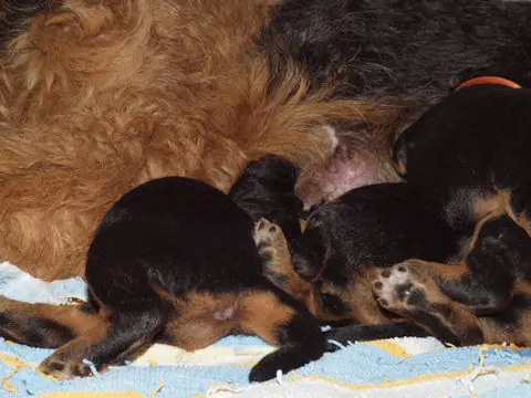 Miot'Y' airedale terrier