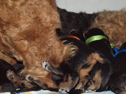 Miot'Y' airedale terrier