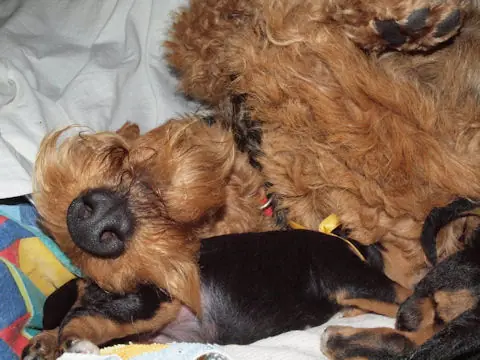 Miot'Y' airedale terrier