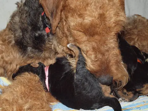 Miot'Y' airedale terrier