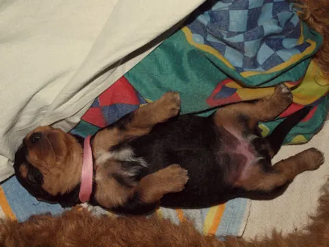 Miot'Y' airedale terrier