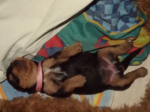 Miot'Y' airedale terrier