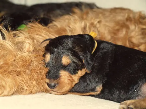 Miot'Y' airedale terrier