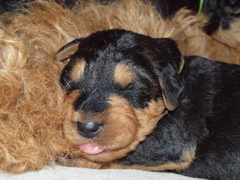 Miot'Y' airedale terrier