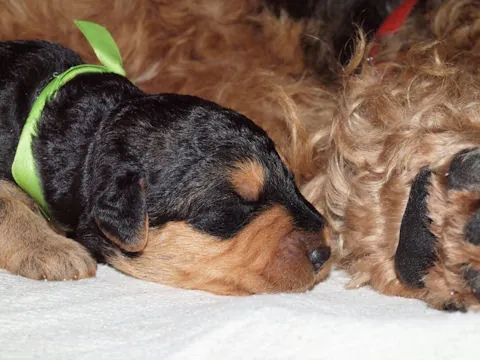 Miot'Y' airedale terrier