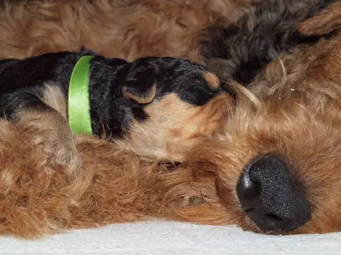 Miot'Y' airedale terrier