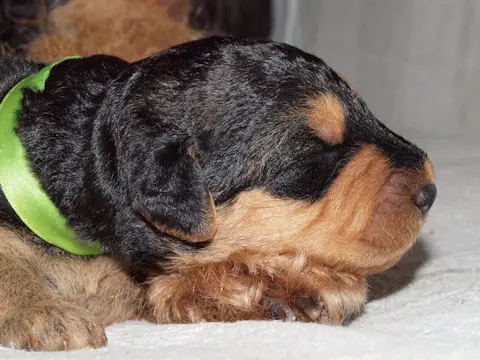 Miot'Y' airedale terrier