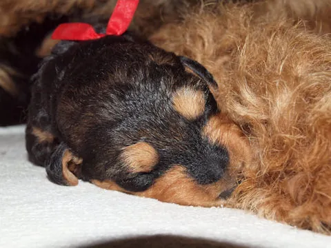 Miot'Y' airedale terrier
