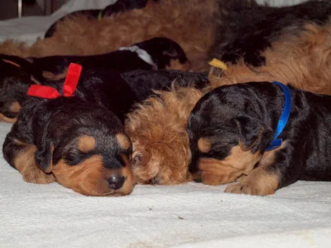 Miot'Y' airedale terrier