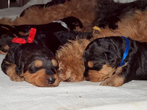Miot'Y' airedale terrier