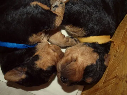 Miot'Y' airedale terrier