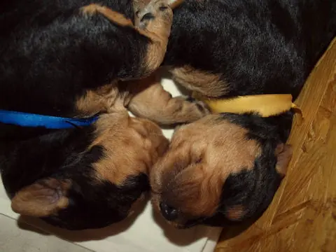 Miot'Y' airedale terrier