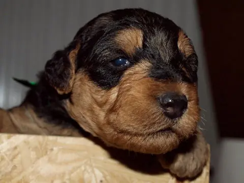 Miot'Y' airedale terrier