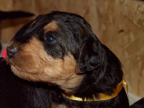 Miot'Y' airedale terrier