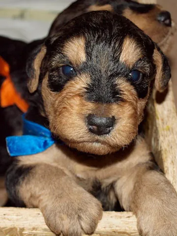 Miot'Y' airedale terrier