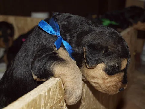 Miot'Y' airedale terrier