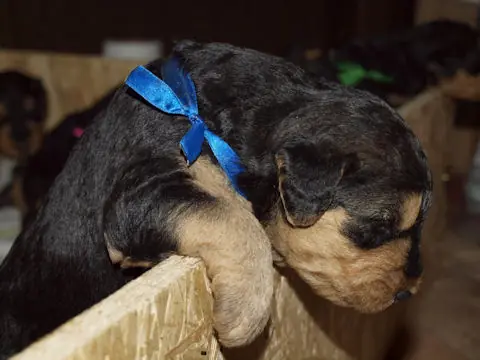 Miot'Y' airedale terrier