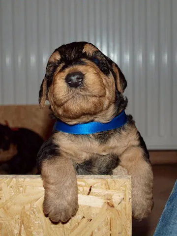 Miot'Y' airedale terrier