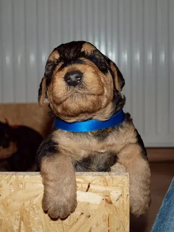 Miot'Y' airedale terrier