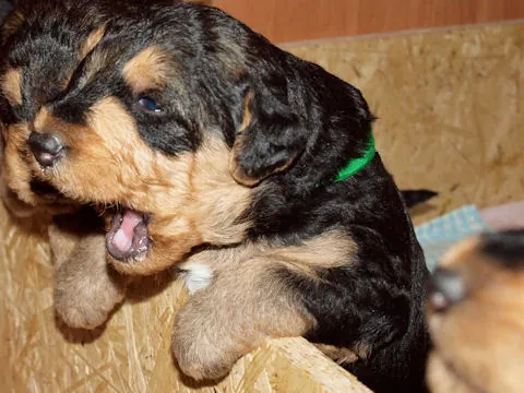 Miot'Y' airedale terrier