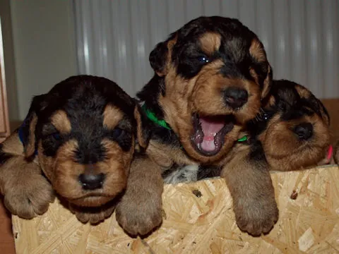 Miot'Y' airedale terrier