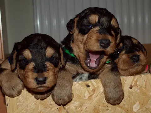 Miot'Y' airedale terrier