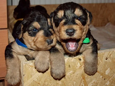 Miot'Y' airedale terrier