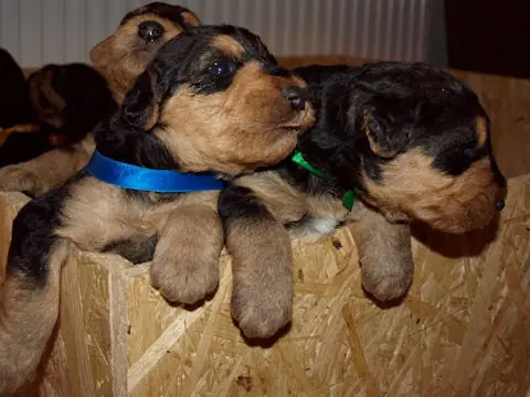 Miot'Y' airedale terrier