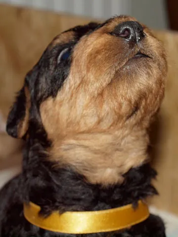 Miot'Y' airedale terrier
