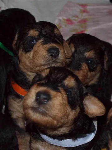 Miot'Y' airedale terrier