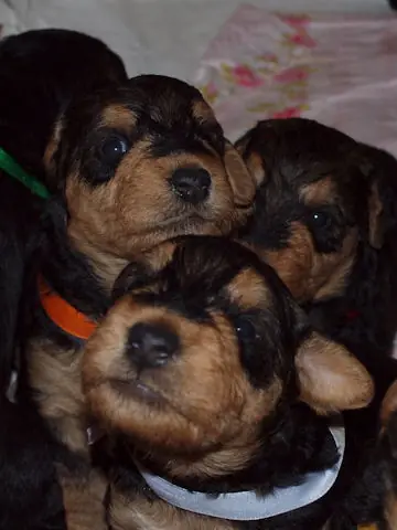 Miot'Y' airedale terrier