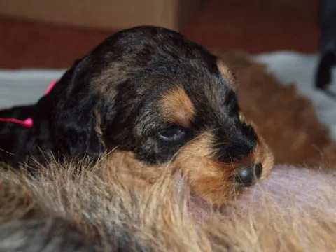 Miot'Y' airedale terrier