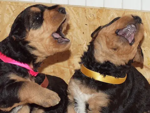 Miot'Y' airedale terrier